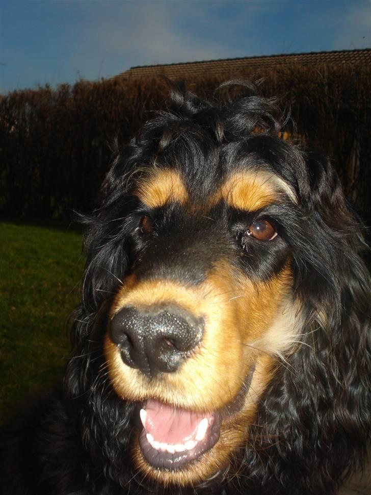 Cocker spaniel Amigo - SMIIL !  billede 7