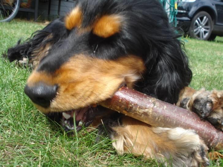 Cocker spaniel Amigo - påske billed  billede 8