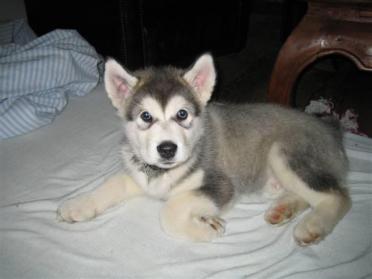 Alaskan malamute Bowie - så søøøøød! Første aften hjemme hos mor og far billede 4