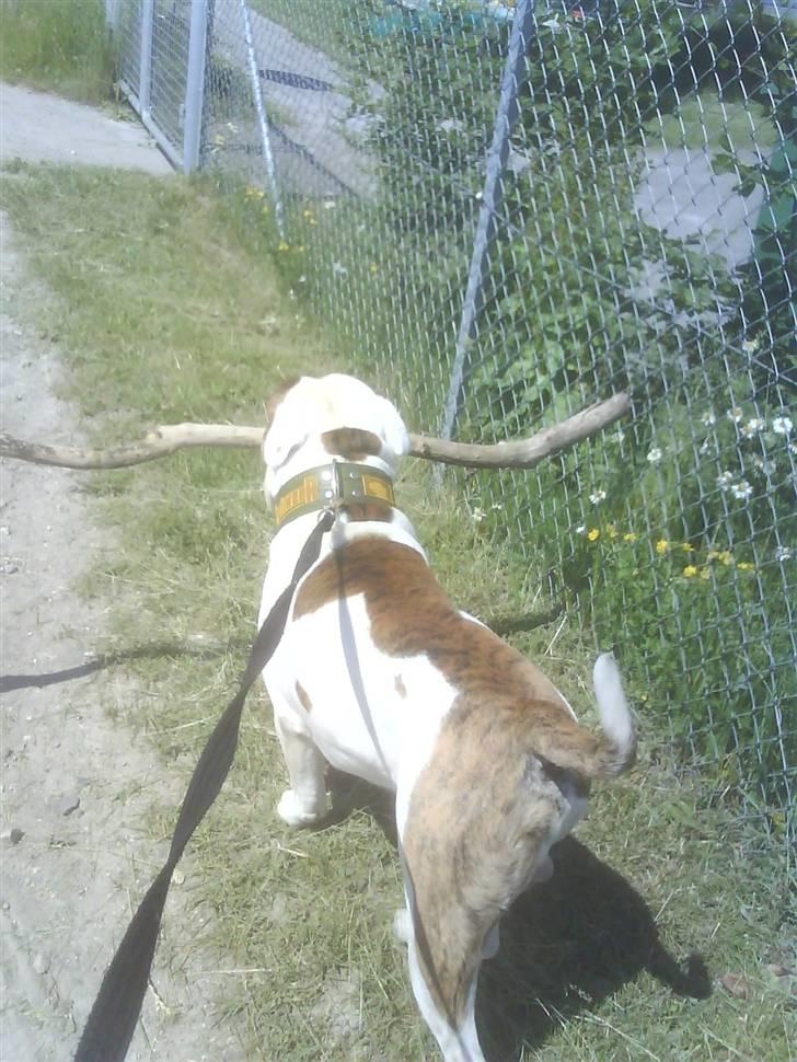 Amerikansk bulldog Bali - 3 år går og passer på sin pind billede 12