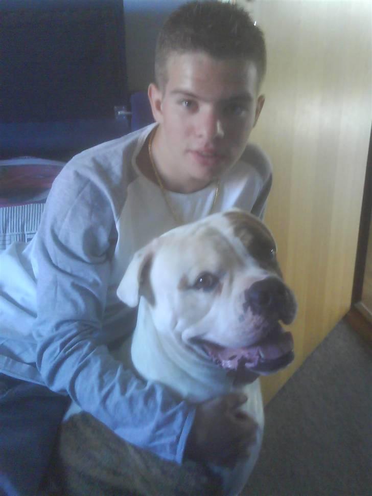 Amerikansk bulldog Bali - 2 år sidder og bliver kælet lidt af den store knægt billede 13