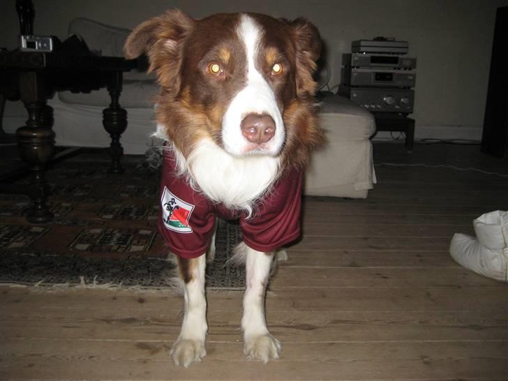 Border collie Olly  - "NYT"   jaaaa! der er fodbold kamp billede 14