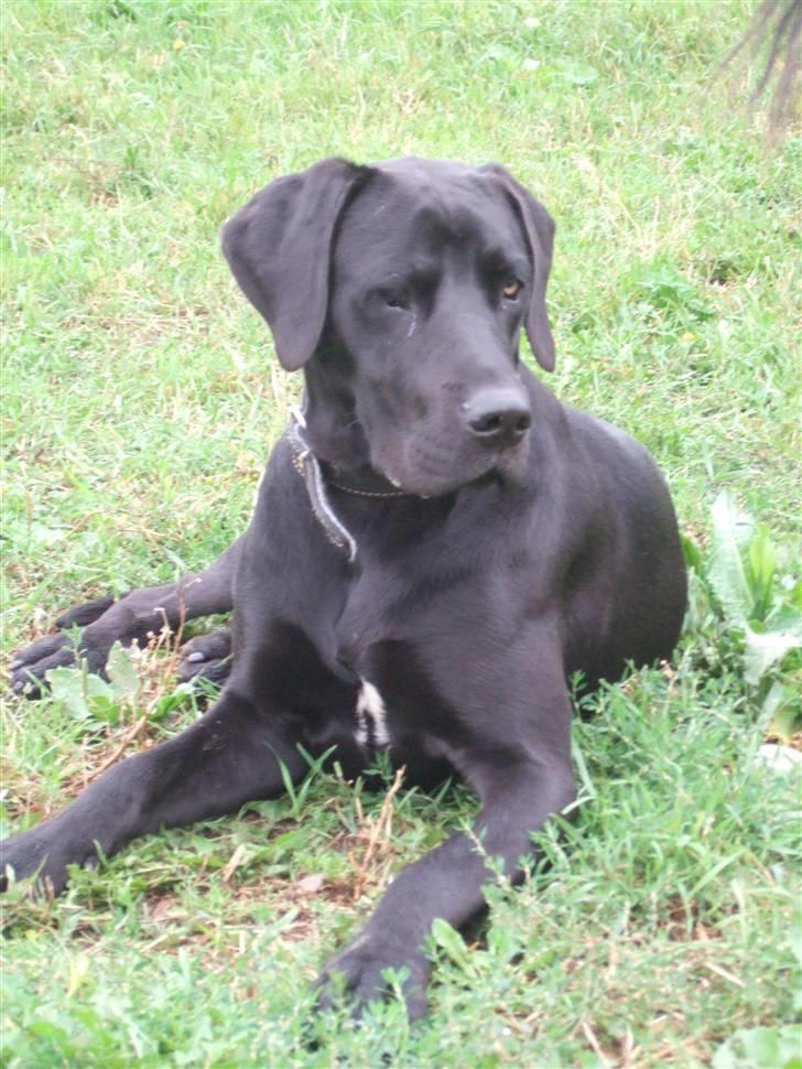 Blanding af racer Sally billede 1