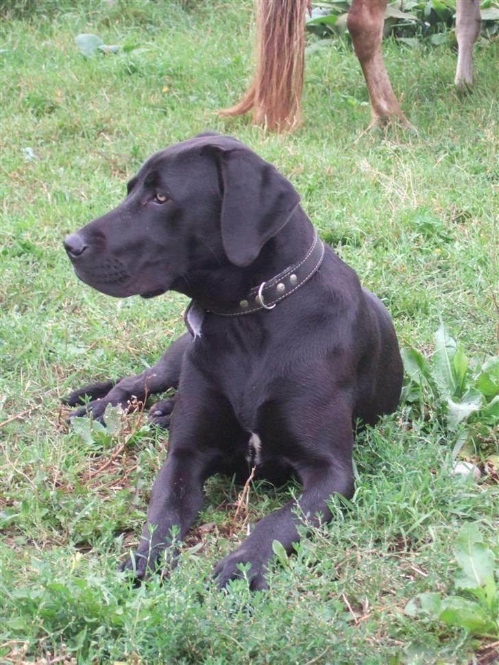 Blanding af racer Sally billede 2