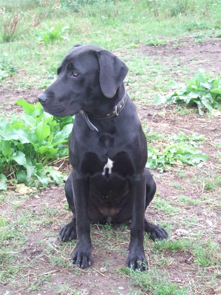 Blanding af racer Sally billede 3