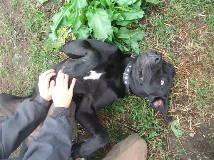 Blanding af racer Sally billede 4