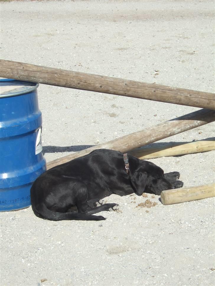 Blanding af racer Sally - Salli syndes det er hyggeligt at være med til alt.. :D Men det er nu et lidt upraktisk sted at ville ligge :D billede 5