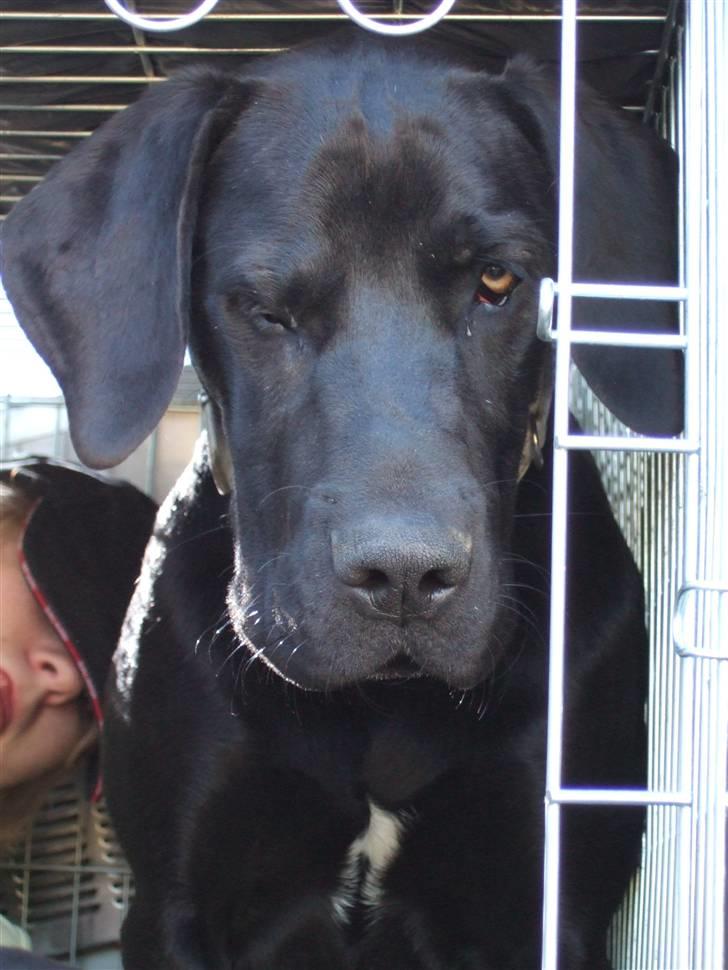 Blanding af racer Sally billede 6