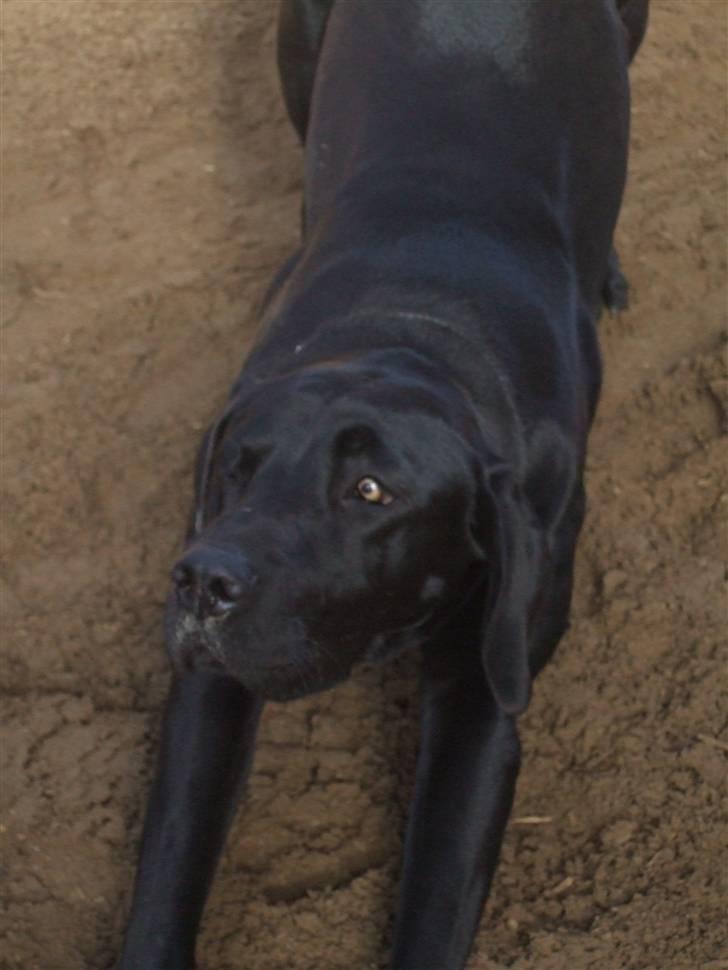 Blanding af racer Sally billede 7