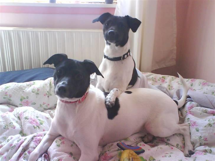 Dansk svensk gaardhund Cassie billede 16