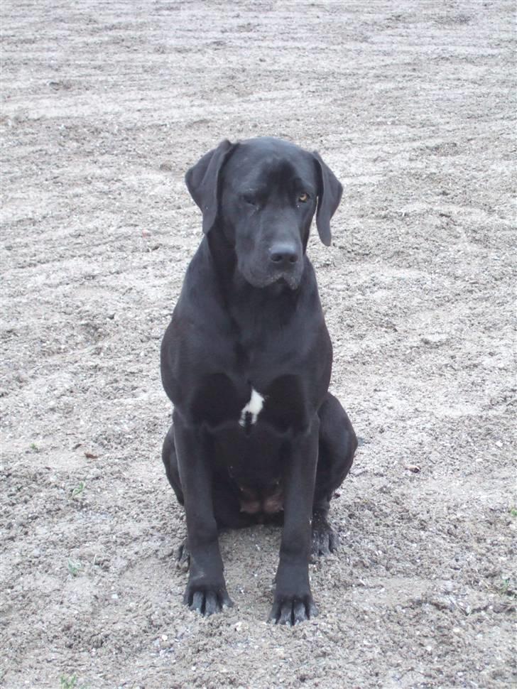 Blanding af racer Sally billede 8