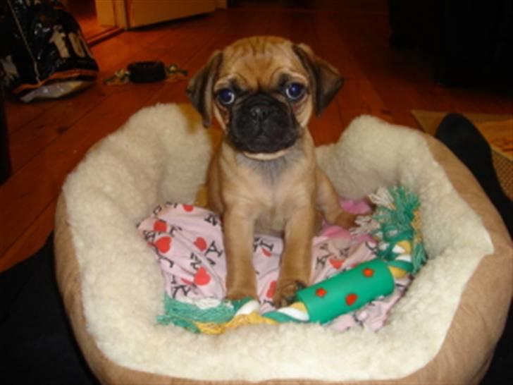 Blanding af racer Fie - Orh se min nye kurv! Jeg elsker den bare! billede 3