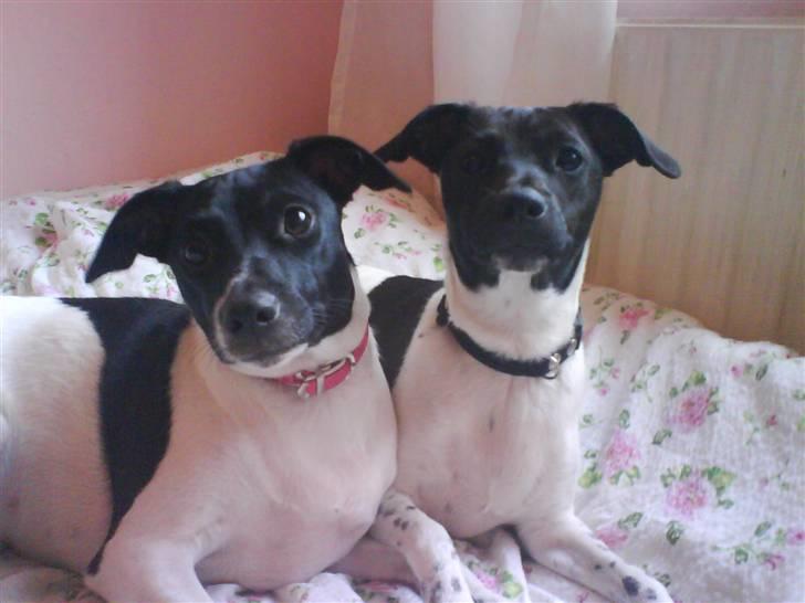 Dansk svensk gaardhund Cassie billede 17