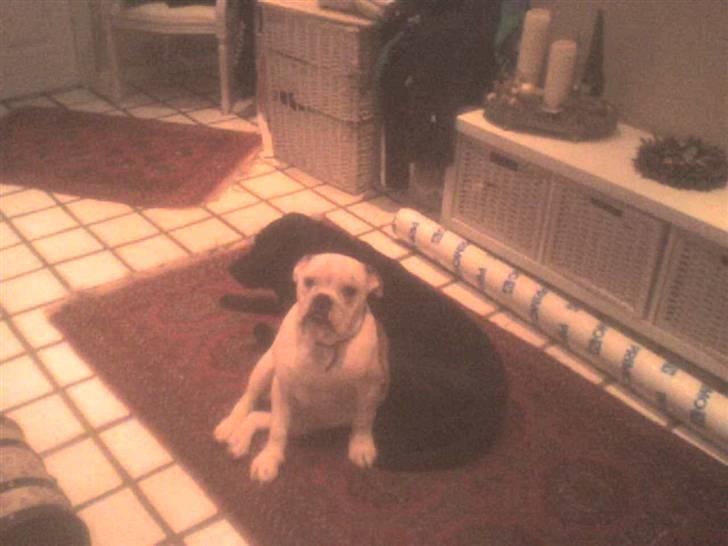 Engelsk bulldog batman billede 14