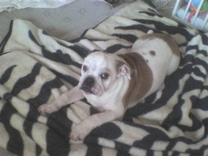 Engelsk bulldog batman billede 15