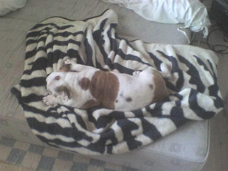 Engelsk bulldog batman billede 16