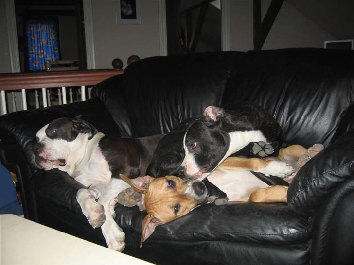 Blanding af racer Ciska billede 17