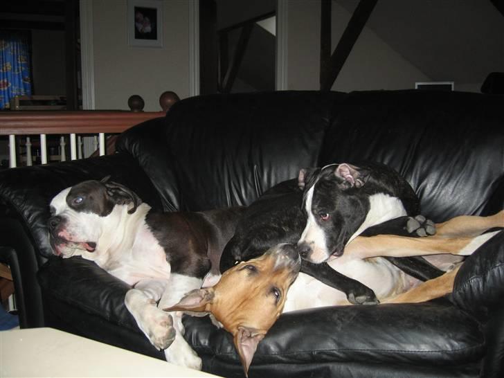 Blanding af racer Ciska billede 18