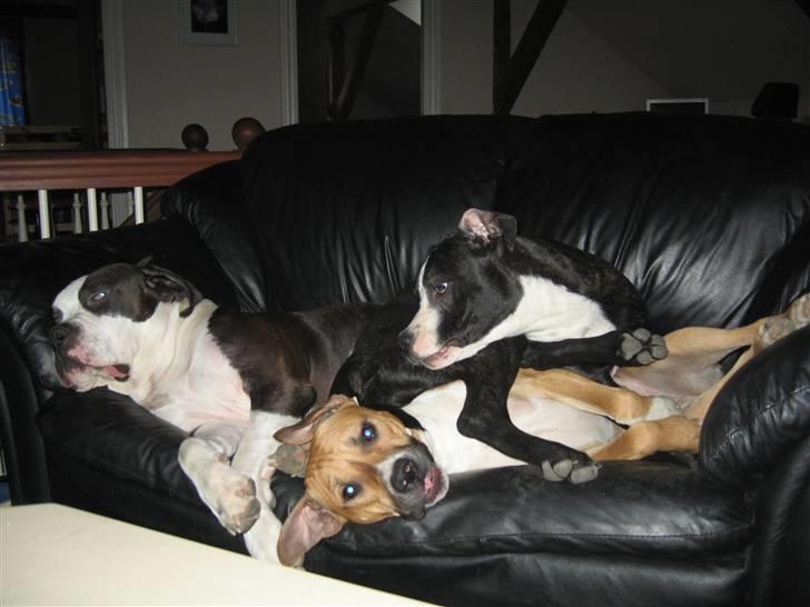 Blanding af racer Ciska billede 19