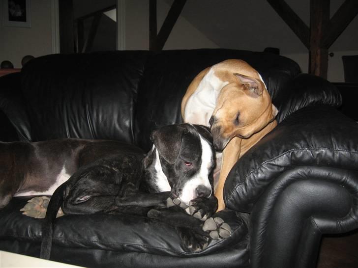 Blanding af racer Diva død billede 13