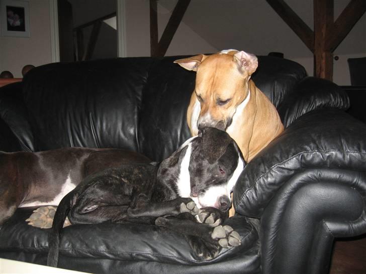 Blanding af racer Diva død billede 14