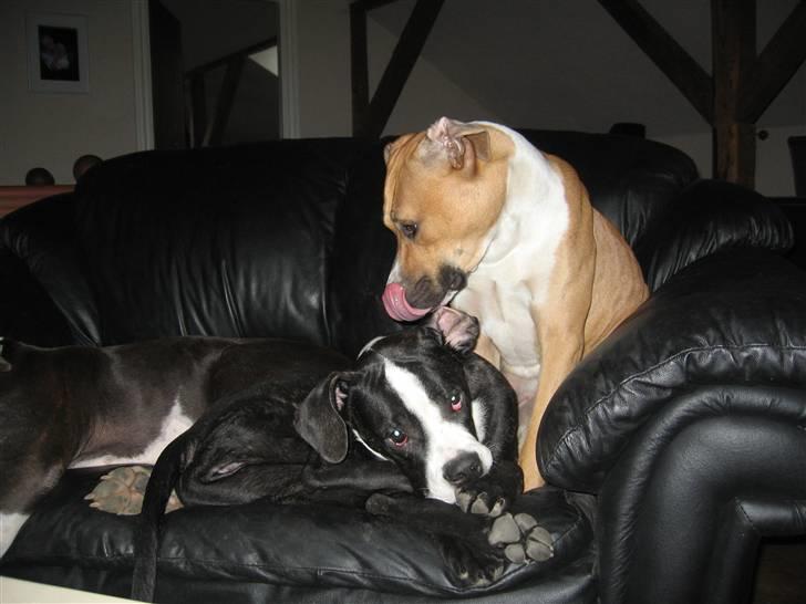 Blanding af racer Diva død billede 15