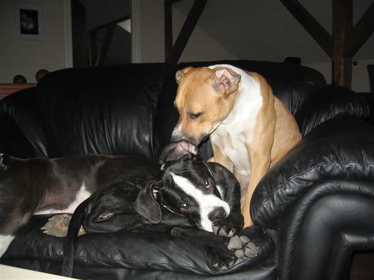 Blanding af racer Diva død billede 16