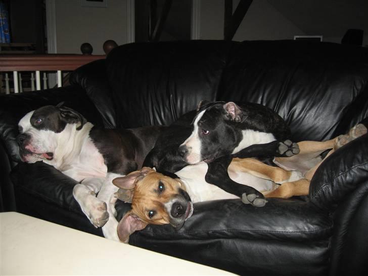 Blanding af racer Diva død billede 17