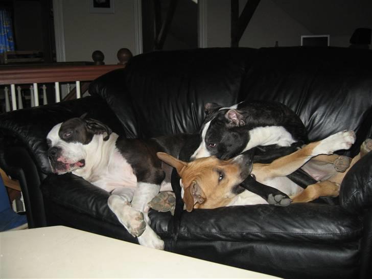 Blanding af racer Diva død billede 18