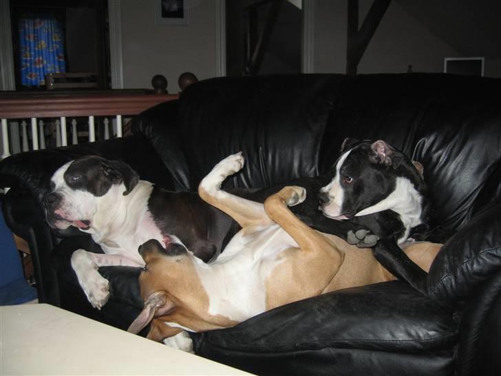 Blanding af racer Tulle død billede 19