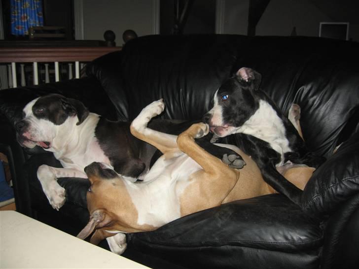 Blanding af racer Diva død billede 19