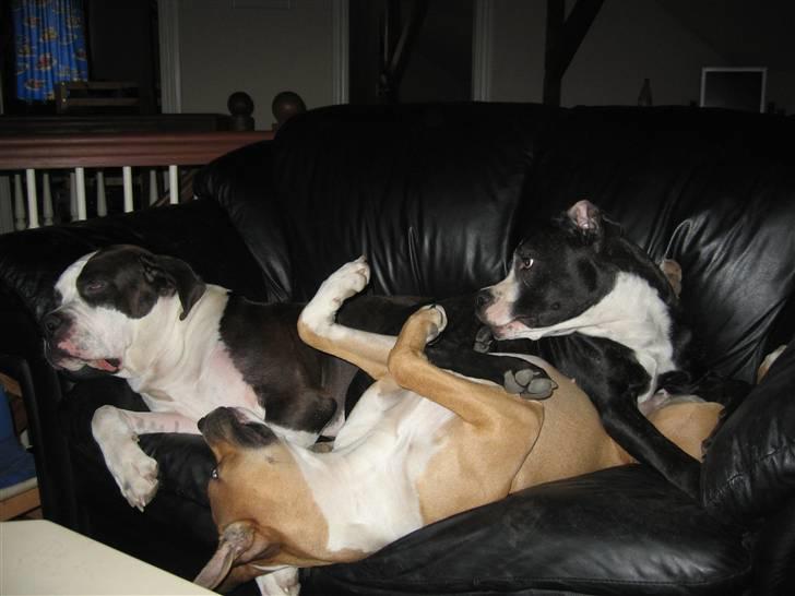 Blanding af racer Diva død billede 20