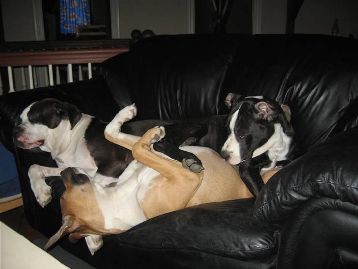 Blanding af racer Ciska billede 20