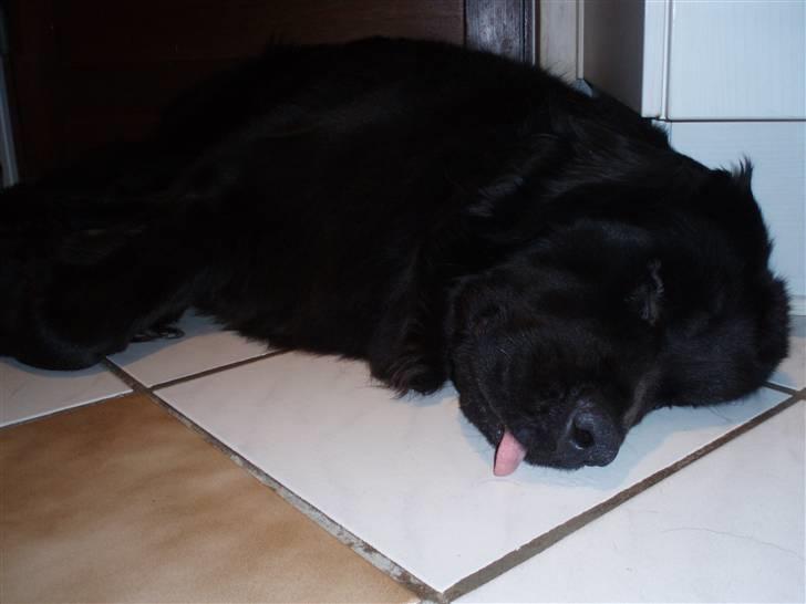Newfoundlænder Luna (Newettas) - Zzzzz.... (nov. 2007) billede 5