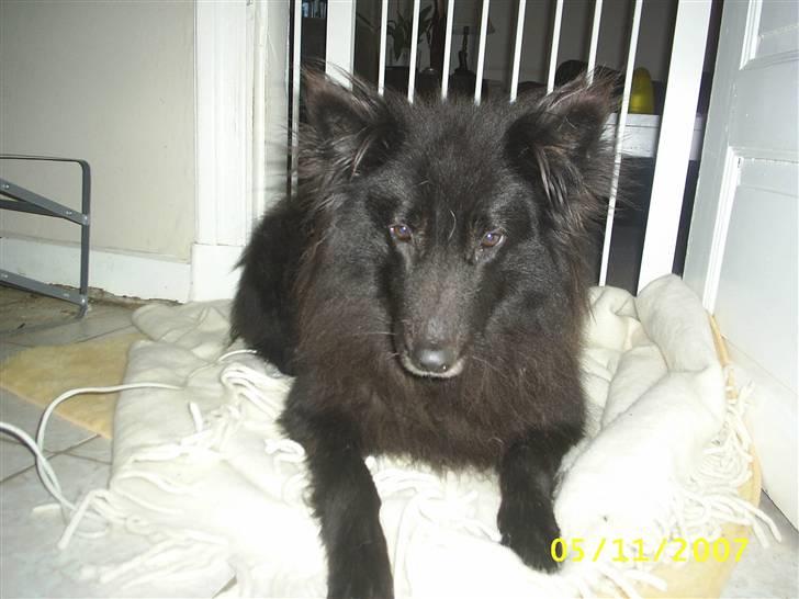 Groenendael Black Mira...  R.I.P <3 billede 1