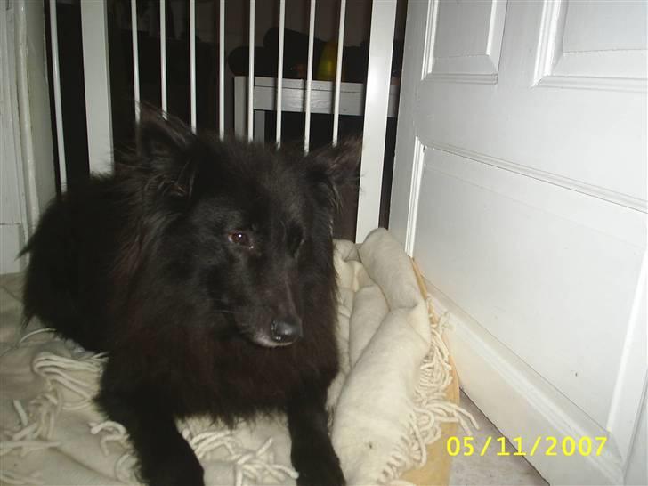 Groenendael Black Mira...  R.I.P <3 billede 2