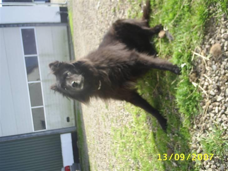 Groenendael Black Mira...  R.I.P <3 billede 3