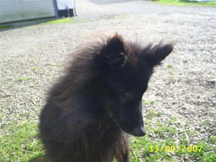 Groenendael Black Mira...  R.I.P <3 billede 4