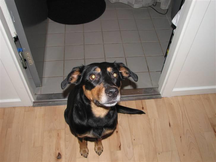 Blanding af racer Laika - Man kan ikke andet end at elske denne her hund.. De mennesker der har haft hende før os, burde vide bedre.. Hvordan kan man ikke være sød ved hende her. billede 2