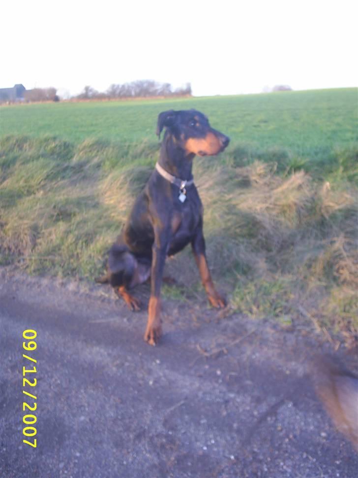 Dobermann Ally *R.I.P* billede 1