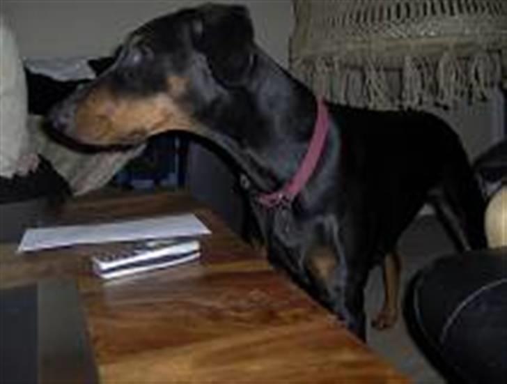 Dobermann Ally *R.I.P* - ally 1 år gammel billede 2