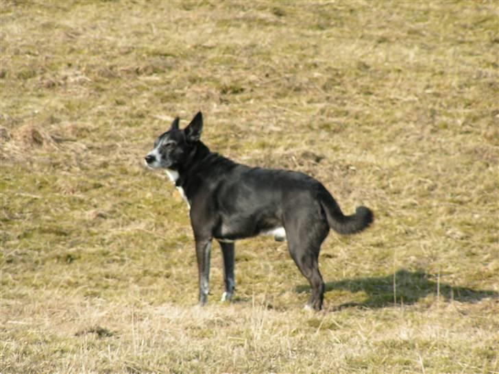 Blanding af racer R.I.P. min elskede max  billede 1