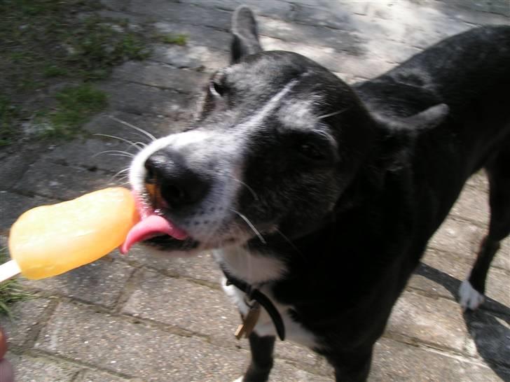 Blanding af racer R.I.P. min elskede max  billede 6