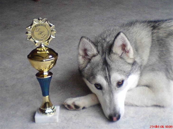 Siberian husky R.I.P Kimik´s Dinna - det var så den første præmie !  billede 8