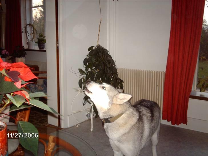Siberian husky R.I.P Kimik´s Dinna - jeg hyler lige så kommer mor nok  billede 9
