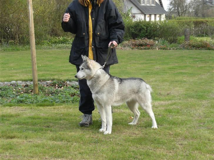 Siberian husky R.I.P Kimik´s Dinna billede 10
