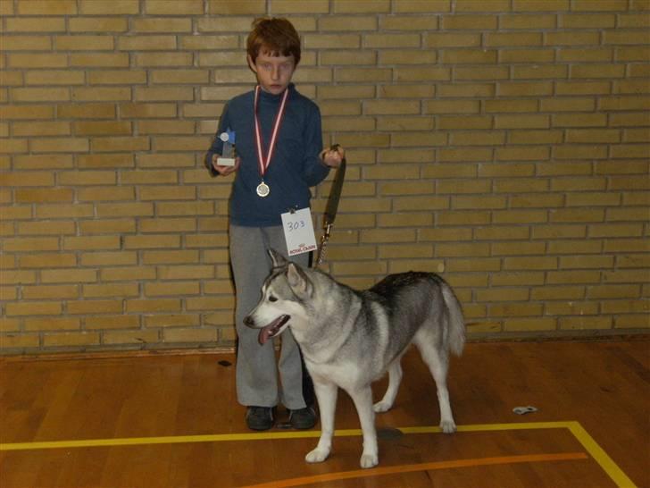 Siberian husky R.I.P Kimik´s Dinna - Marck har lige vundet barn hund konkurence, og det var første gang at de deltog  billede 12