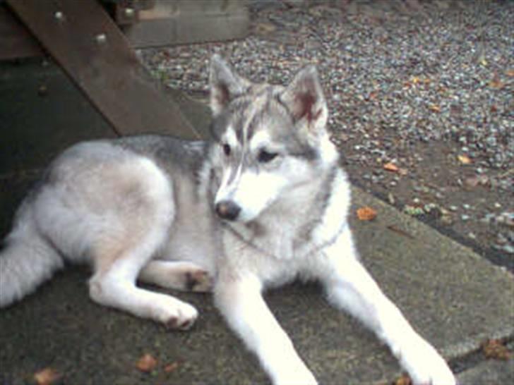 Siberian husky R.I.P Kimik´s Dinna billede 13