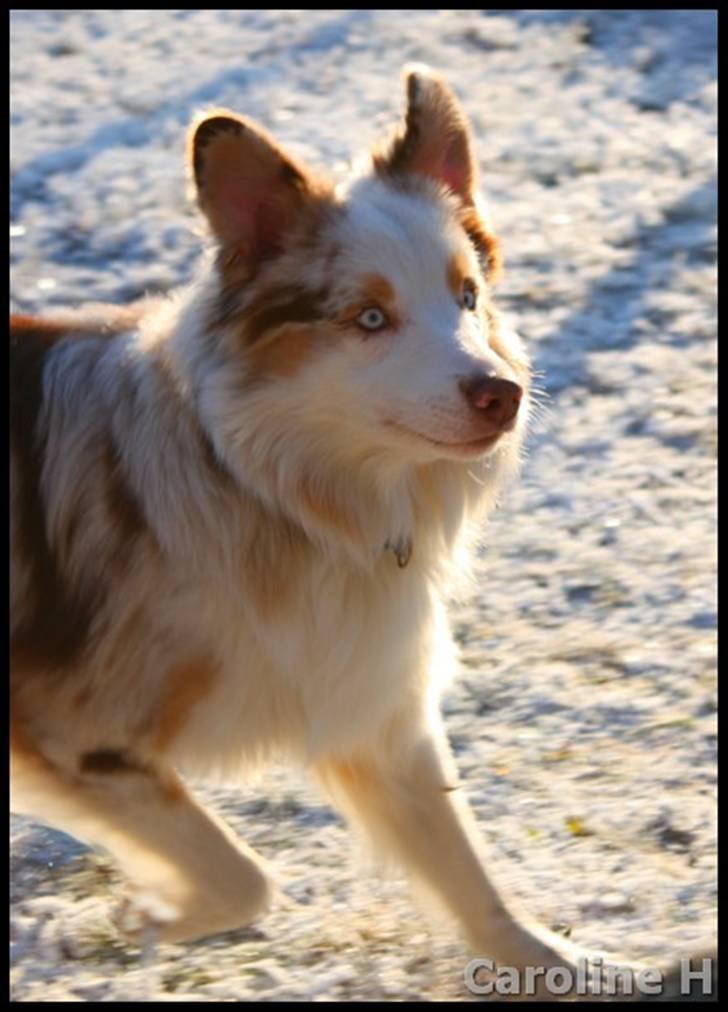 Australian shepherd Felix - Oppdatert: jan09 billede 8