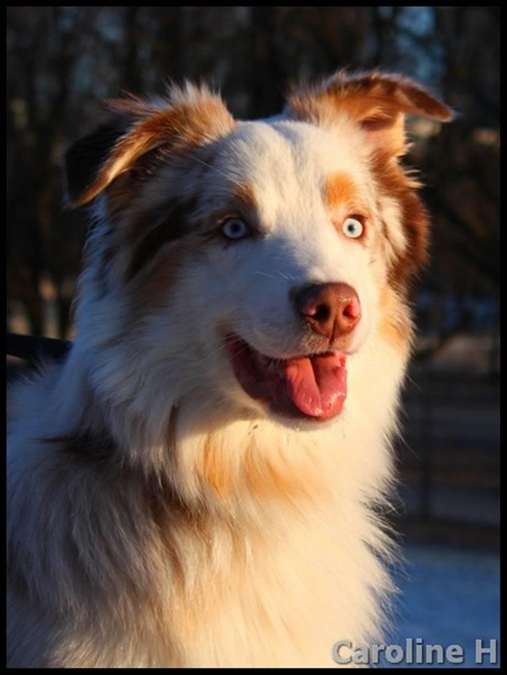 Australian shepherd Felix - Oppdatert: jan09 billede 9